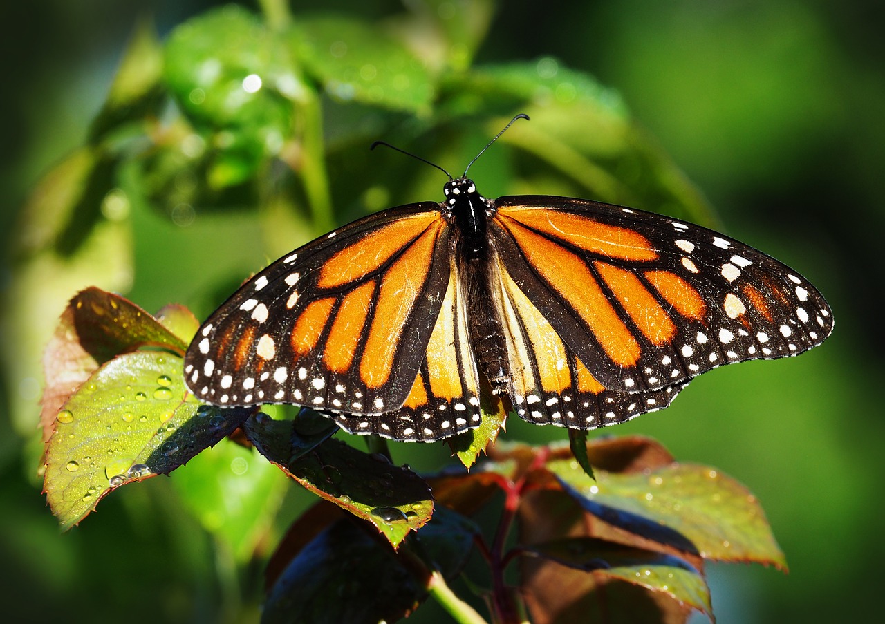 Top Florida Butterfly Plants Raising Scientists